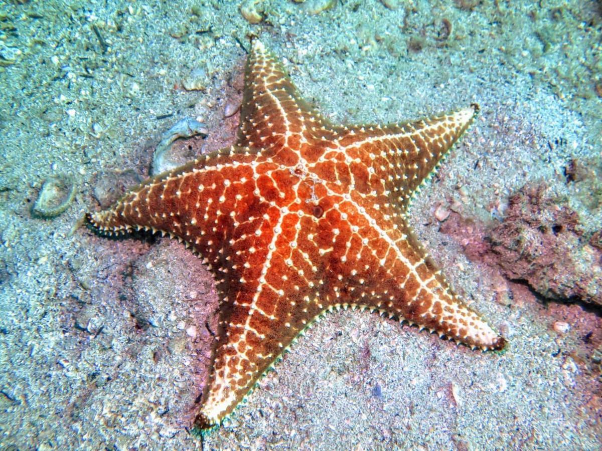 Pousada E Mergulho Dolce Vita Praia Vermelha  Εξωτερικό φωτογραφία
